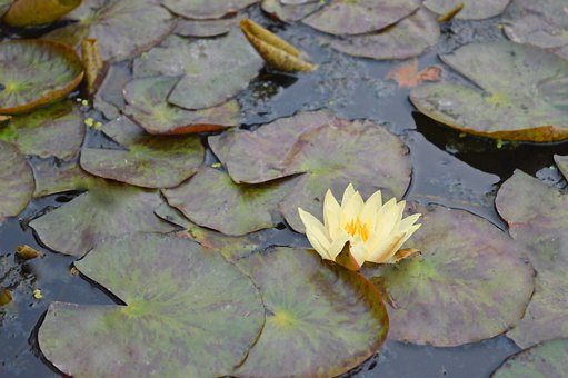 Loto, Agua, Estanque, La Aguja, Reflejos