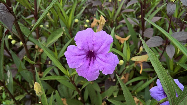 Free Flowers Nature photo and picture