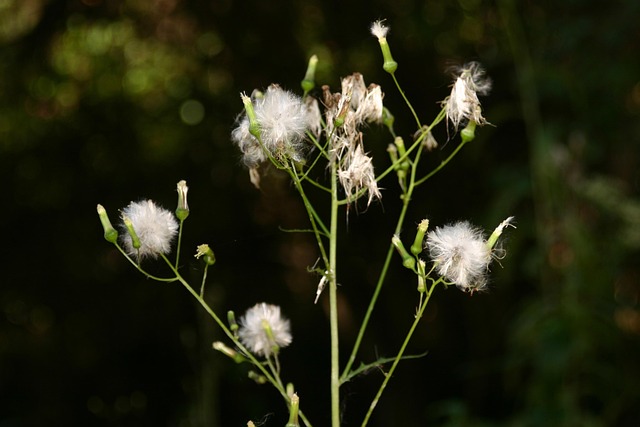 Free Nature Wildflower photo and picture