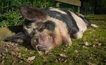 hog, pig, animal