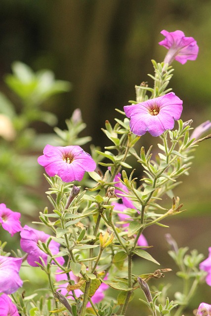 Floare, Sălbatic, Flori, Flori Frumoase