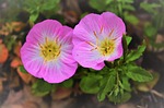 texas primrose, evening, bug