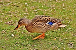 mallard, brown, animal world