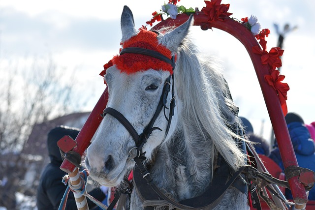 Free Team Horse photo and picture