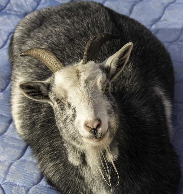 Free Goat Nature photo and picture