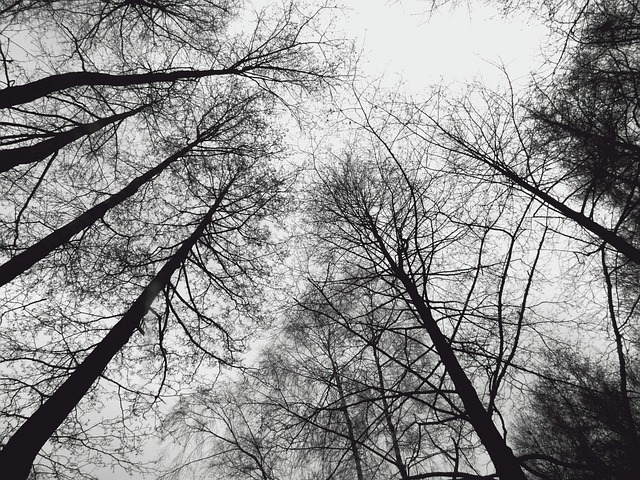 Free Forest Trees photo and picture