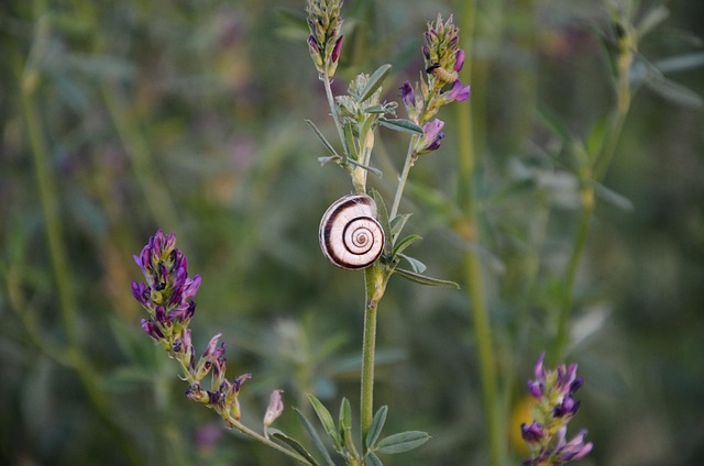 Free Snail Flower photo and picture