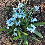 chionodoxa luciliae, bell hyacinth, spring flower