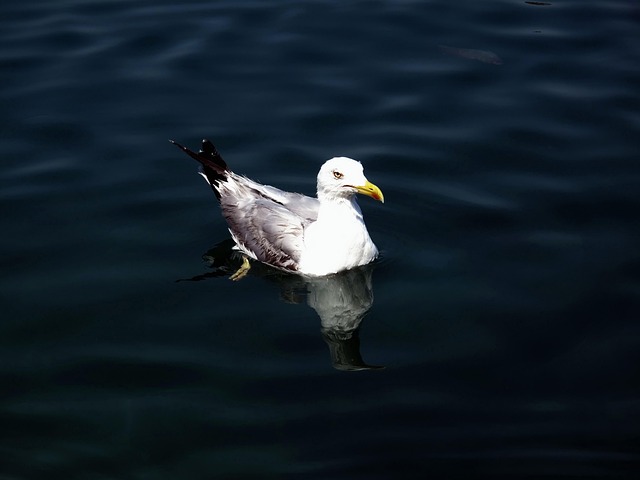 Free Seagull Adriatic photo and picture