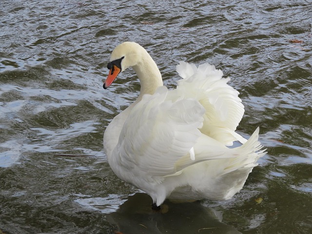 Swan, Weiß, Gefieder, Vogel