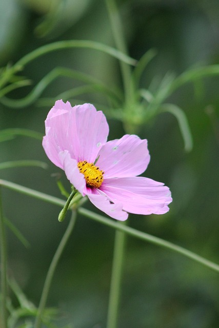 Floare, Primăvară, Naturale, Natură