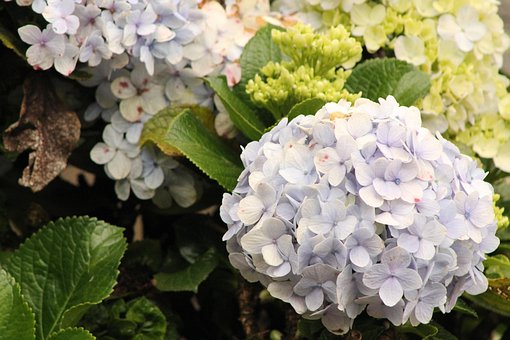 Hortensii, Flori, Sălbatic, Etaje, Curte
