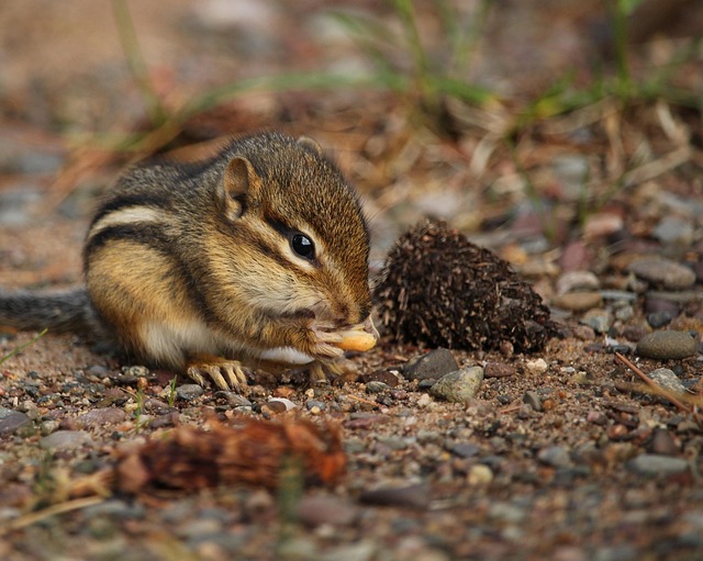 Free Chipmunk Nibbling photo and picture