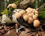 mushrooms, fungi, forest