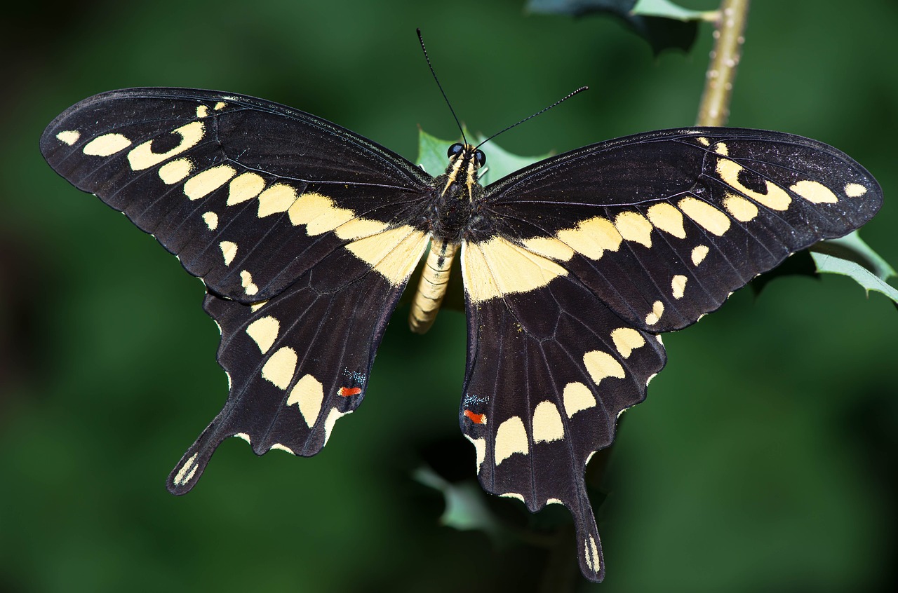 Macro - free online jigsaw puzzle photo