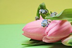 tulips, forget me not, flowers