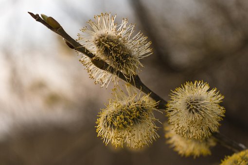 Mudder, Natur, Blomst, Krukke, Pil