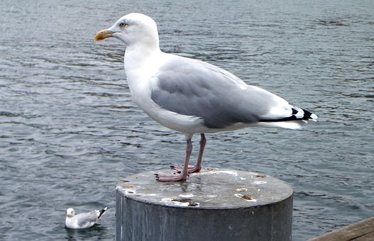 Måge, Østersøen, Fugl, Vand, Vandfugl