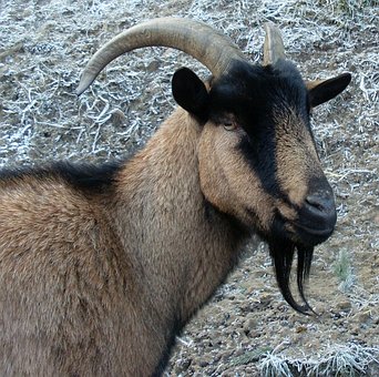 Billed Ged, Heraldisk Dyr, Dyr, Horn