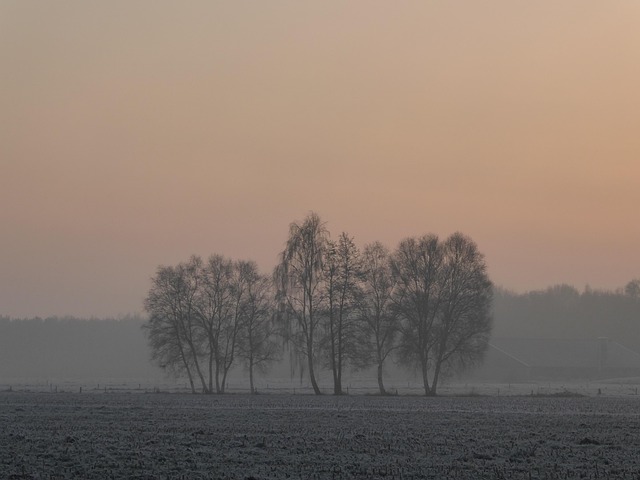 Free Trees Landscape photo and picture