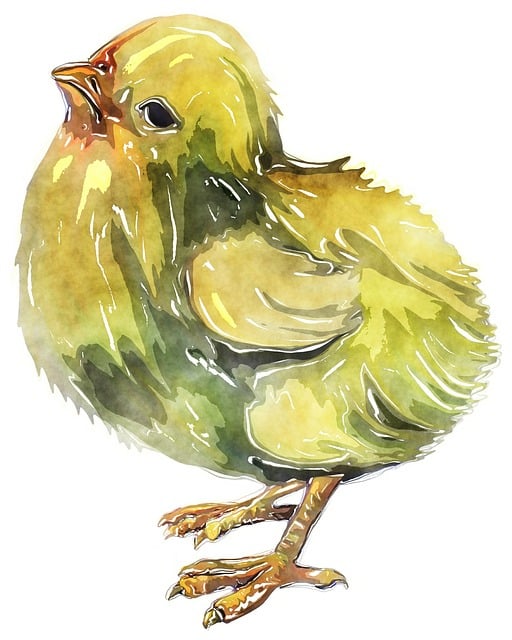plus-de-600-illustrations-gratuites-de-poussin-et-de-nature-pixabay