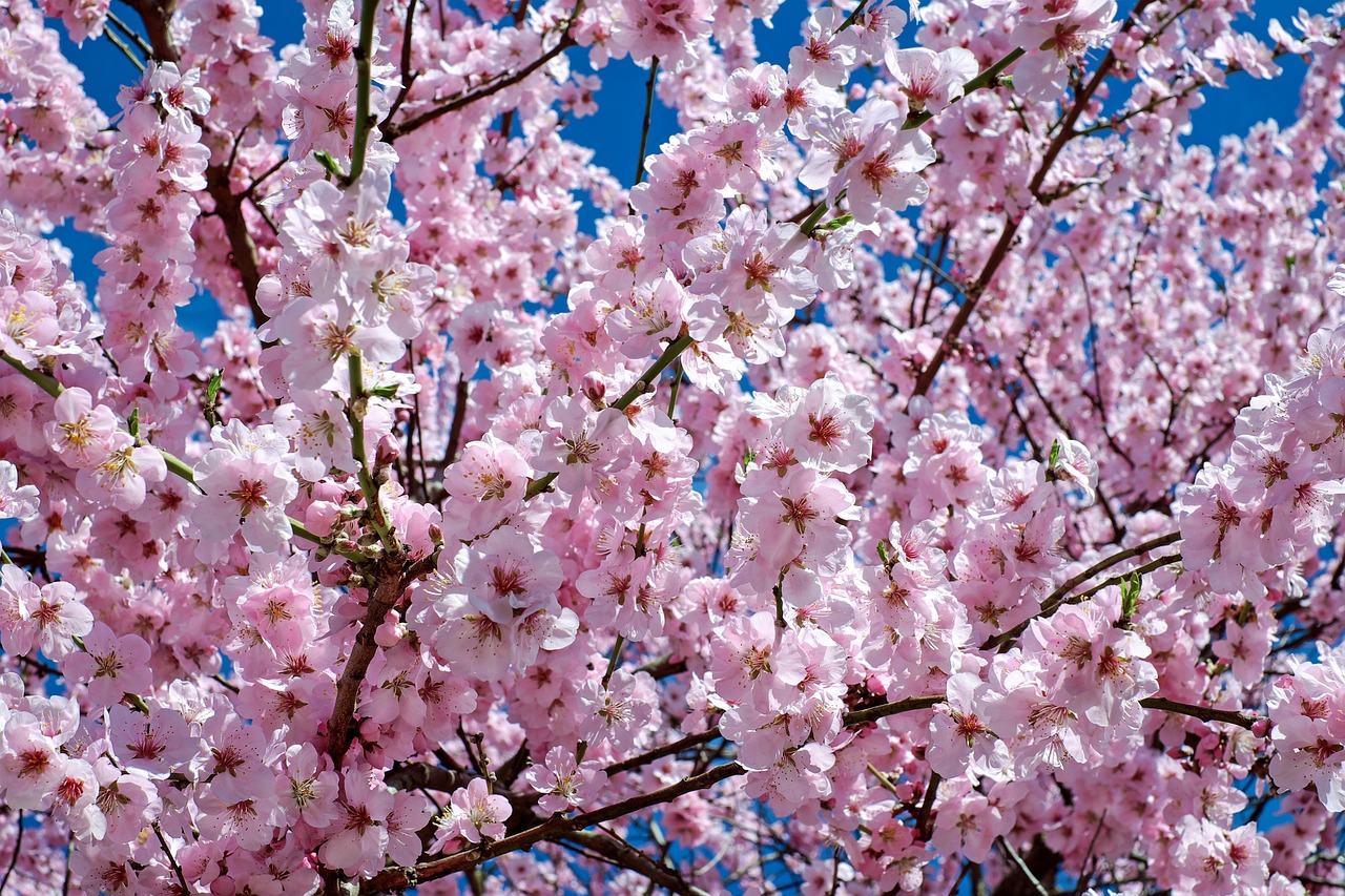 GIGAMIC UNDO: La Primavera Dei Ciliegi – Gioco Da Tavolo Cooperativo Di Deduzione E Viaggio Nel Tempo, 2-6 Giocatori, 60 Minuti