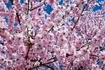 japanese cherry trees, flowers, pink