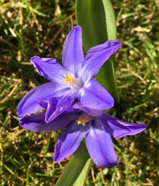 Free Vårstjärna Flower photo and picture