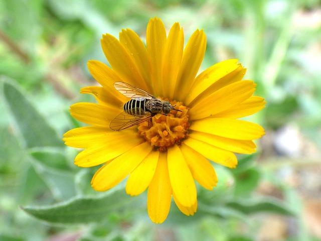 Free Syrphid Syrphidae photo and picture