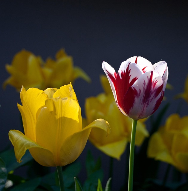 Free Tulips Yellow photo and picture