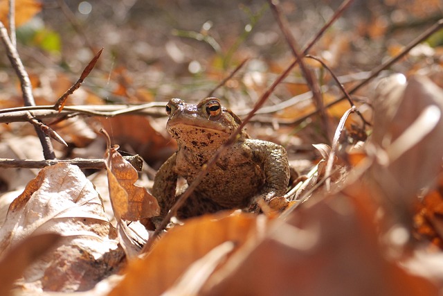 Free Common Toad Toad photo and picture