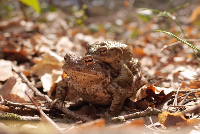 Free Toads Pairing photo and picture