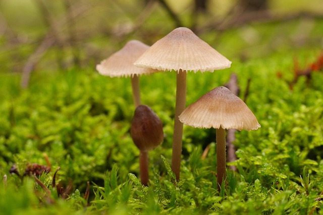 Free Mushroom Forest photo and picture