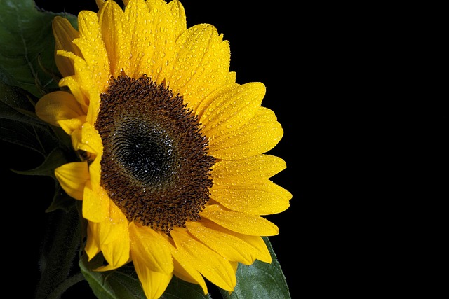 Solsikke, Smukke Blomster, Blomst Tapet