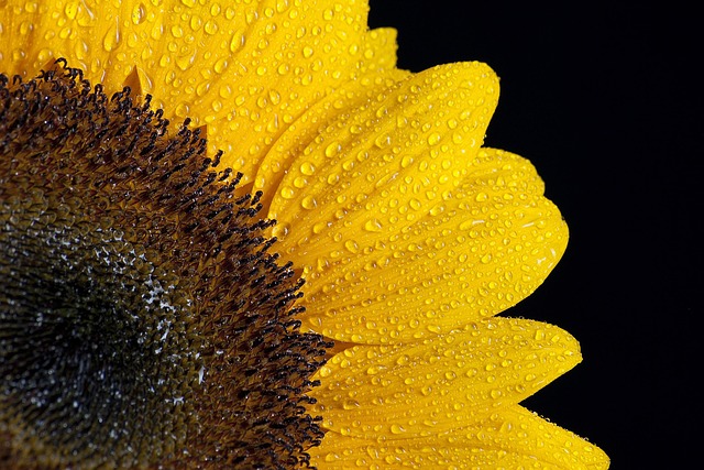 Solsikke, Blomst, Natur, Våd, Vand