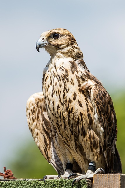 Free Bird Nature photo and picture