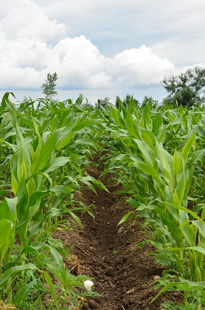 Free Corn Field photo and picture
