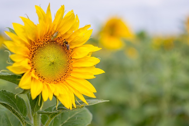 Free Sunflower Flower Nature photo and picture