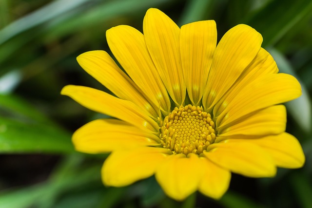 Free Bloom Beautiful Flowers photo and picture