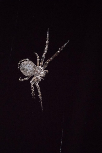 Free Spider Pavucina photo and picture