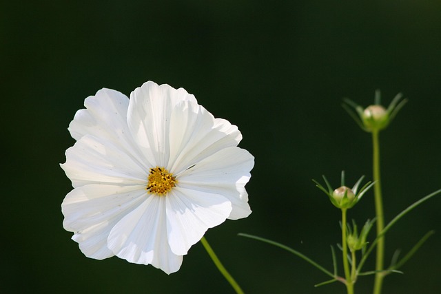 Free Flower Spring photo and picture