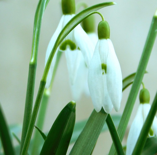 Vintergæk, Forårsblomster, Forår