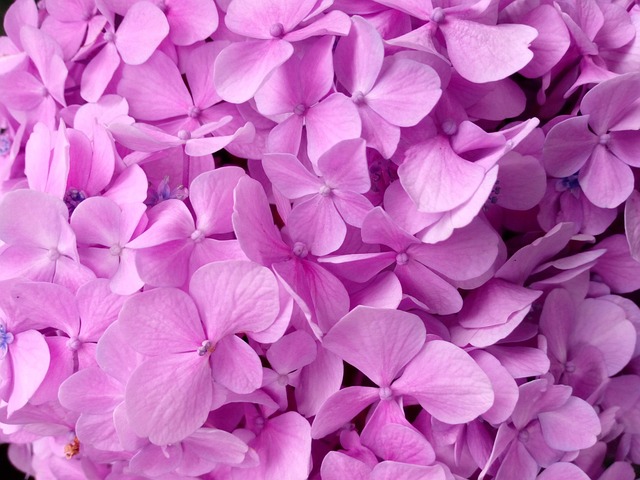 Hortensia, Kronblad, Struktur