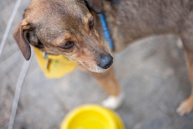 Free Dog Volunteer photo and picture