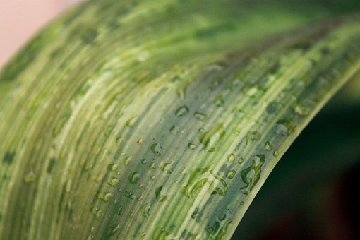Plant, Groente, Bloempot, Bloem, Tuin