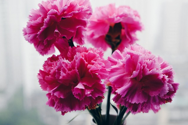Flower Still Life Ppt Background Free Photo On Pixabay Pixabay