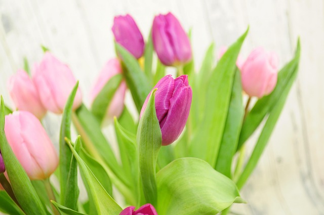 Free Tulips Nature photo and picture