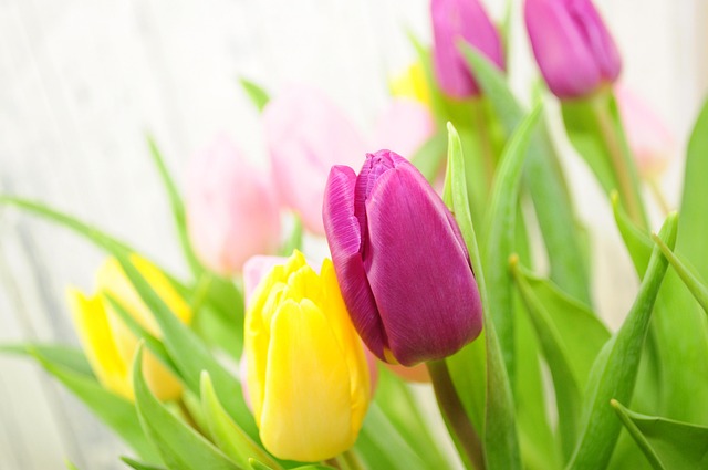 Free Tulips Flower photo and picture