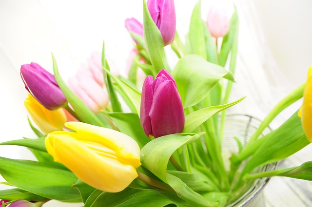 Free Tulips Nature photo and picture