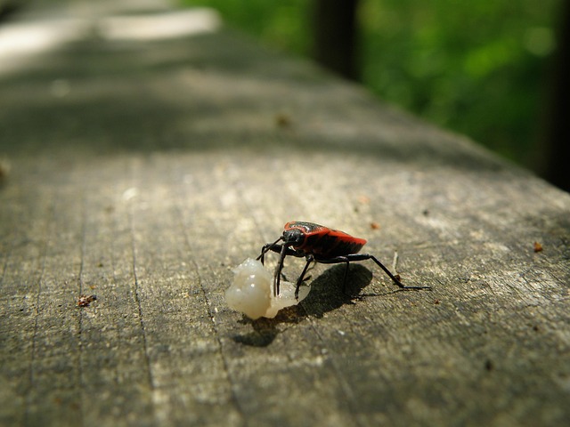 Free Ladybug Macro photo and picture